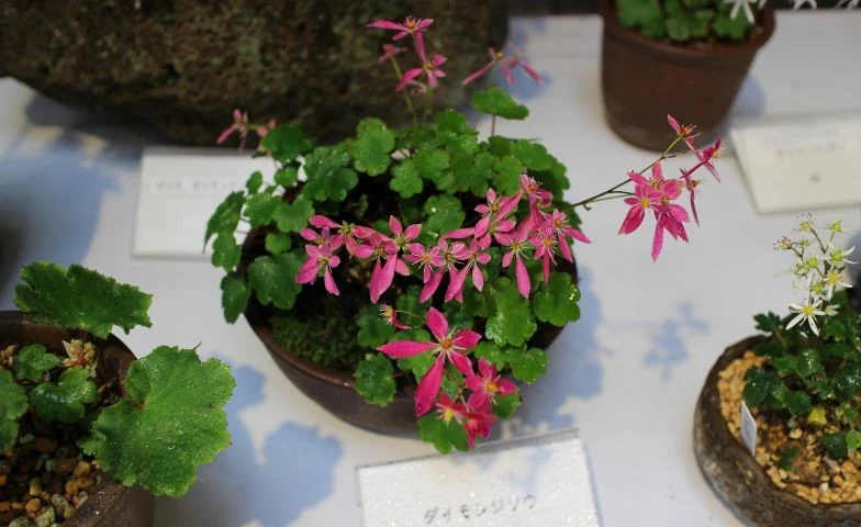 須磨離宮公園 秋の山野草展