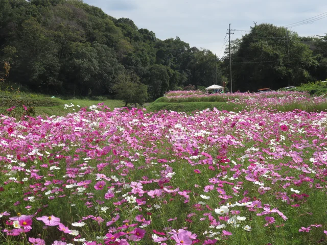 高和（たかわ）農業体験ウォーキング