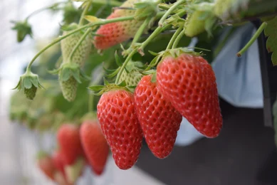 北区・西区でいちご狩り_メイン画像