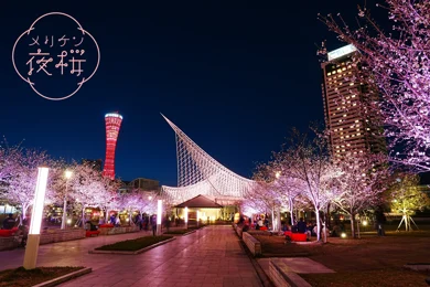 夜桜ライトアップ「メリケン夜桜」_メイン画像