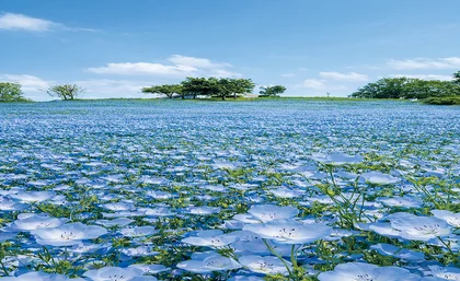 ネモフィラの丘2026_メイン画像