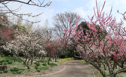 須磨離宮公園　梅見会_メイン画像