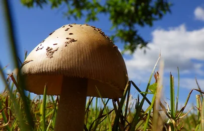 森林植物園　キノコフェスタ～あつまれキノコの森～_メイン画像