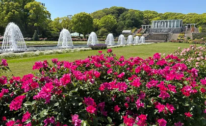 須磨離宮公園　春のバラ観賞会_メイン画像