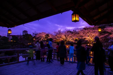 しあわせの村日本庭園　桜のライトアップ_メイン画像