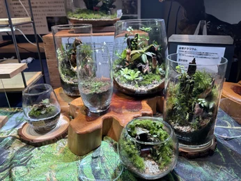 KOBEコケ展2026_メイン画像