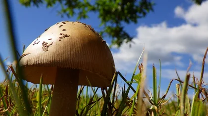 神戸市立森林植物園　キノコフェスタ_メイン画像