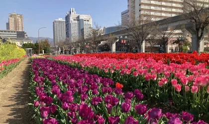 第25回　六甲アイランド　チューリップ祭_メイン画像