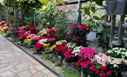 須磨離宮公園　ポインセチア展_メイン画像