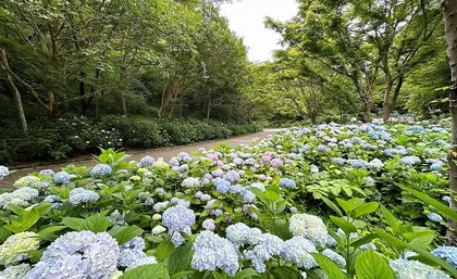 神戸市立森林植物園「植物園のあじさい散策」_メイン画像